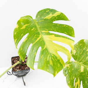 Monstera Deliciosa 'Electrolyte' (wk32-F)