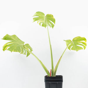 Monstera Deliciosa 'Electrolyte' (wk32-F)