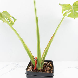 Monstera Deliciosa 'Electrolyte' (wk32-F)