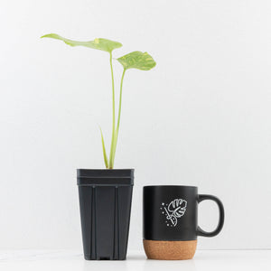 Monstera Deliciosa 'Electrolyte' (wk33-L23)