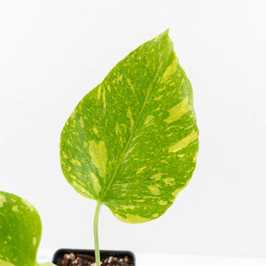 Monstera Deliciosa 'Electrolyte' (wk33-L23)