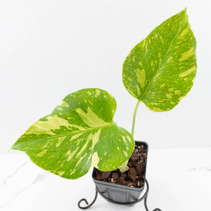 Monstera Deliciosa 'Electrolyte' (wk33-L23)