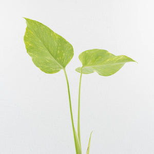 Monstera Deliciosa 'Electrolyte' (wk33-L23)