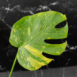 Monstera Deliciosa 'Electrolyte' (wk42-L205)
