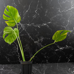 Monstera Deliciosa 'Electrolyte' (wk42-L205)