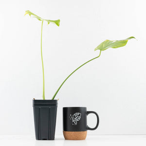 Monstera Deliciosa 'Electrolyte' (wk35-L205)