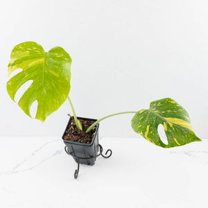 Monstera Deliciosa 'Electrolyte' (wk35-L205)