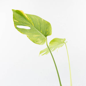 Monstera Deliciosa 'Electrolyte' (wk35-L205)