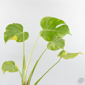 Monstera Deliciosa 'Electrolyte' (wk38-L265)