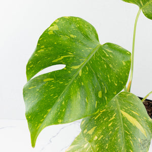 Monstera Deliciosa 'Electrolyte' (wk38-L265)