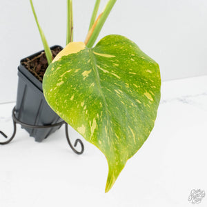 Monstera Deliciosa 'Electrolyte' (wk38-L265)