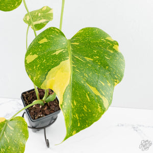 Monstera Deliciosa 'Electrolyte' (wk38-L265)
