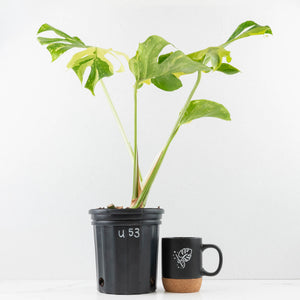 Monstera Deliciosa 'Electrolyte' (wk35-U53)