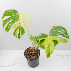 Monstera Deliciosa 'Electrolyte' (wk35-U53)