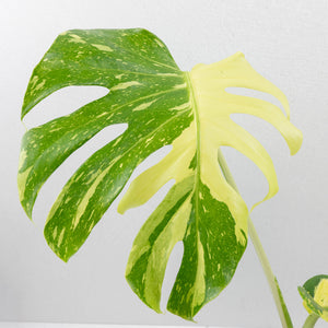 Monstera Deliciosa 'Electrolyte' (wk35-U53)