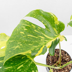 Monstera Deliciosa 'Electrolyte' (wk35-U53)