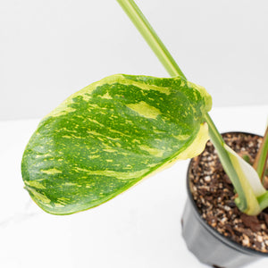 Monstera Deliciosa 'Electrolyte' (wk35-U53)