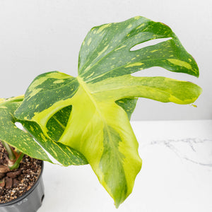 Monstera Deliciosa 'Electrolyte' (wk35-U53)