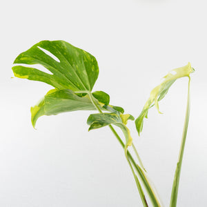 Monstera Deliciosa 'Electrolyte' (wk35-U53)