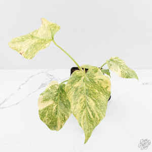 Monstera Deliciosa 'Fairy Dust' (wk17-UW)