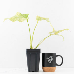 Monstera Deliciosa 'Fairy Dust' (wk33-U12)