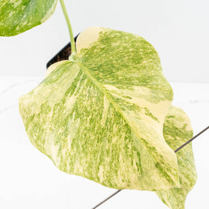Monstera Deliciosa 'Fairy Dust' (wk33-U12)