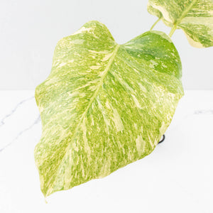 Monstera Deliciosa 'Fairy Dust' (wk33-U12)