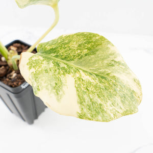 Monstera Deliciosa 'Fairy Dust' (wk33-U12)
