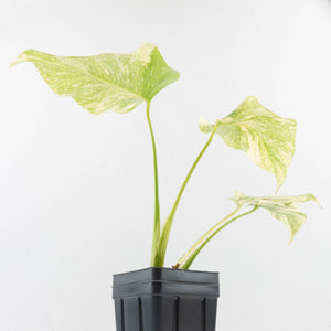 Monstera Deliciosa 'Fairy Dust' (wk33-U12)