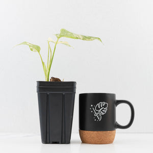 Monstera Deliciosa 'Fairy Dust' (wk34-L85)