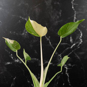 Monstera Deliciosa 'Fairy Dust' (wk43-L225)