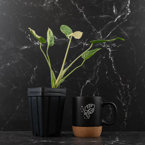 Monstera Deliciosa 'Fairy Dust' (wk43-L225)