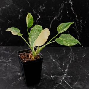 Monstera Deliciosa 'Fairy Dust' (wk43-L225)
