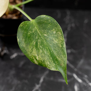 Monstera Deliciosa 'Fairy Dust' (wk43-L225)