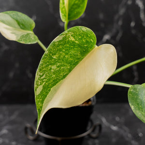 Monstera Deliciosa 'Fairy Dust' (wk43-L225)