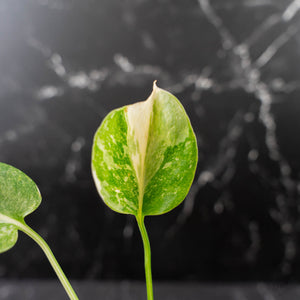 Monstera Deliciosa 'Fairy Dust' (wk43-L225)