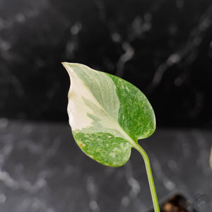 Monstera Deliciosa 'Fairy Dust' (wk43-L225)