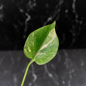 Monstera Deliciosa 'Fairy Dust' (wk43-L225)
