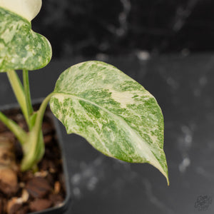 Monstera Deliciosa 'Fairy Dust' (wk41-L85)