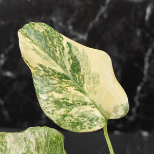 Monstera Deliciosa 'Fairy Dust' (wk41-L85)
