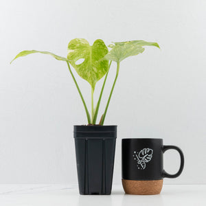 Monstera Deliciosa 'Fairy Dust' (wk35-U116)