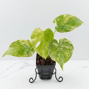 Monstera Deliciosa 'Fairy Dust' (wk35-U116)