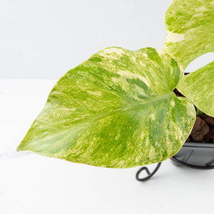 Monstera Deliciosa 'Fairy Dust' (wk35-U116)