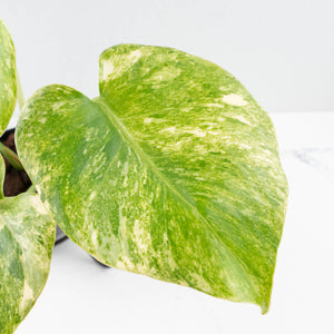Monstera Deliciosa 'Fairy Dust' (wk35-U116)