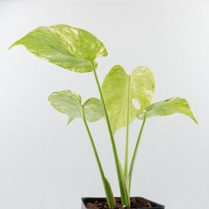 Monstera Deliciosa 'Fairy Dust' (wk35-U116)