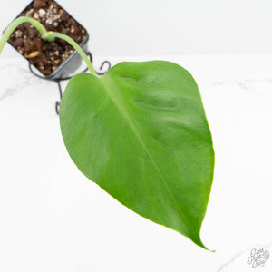 Monstera Deliciosa 'Hurricane' (wk18-UO)