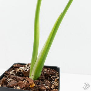 Monstera Deliciosa 'Hurricane' (wk18-UO)