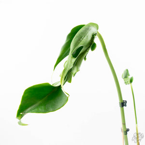 Monstera Deliciosa 'Hurricane' (wk21-UF)