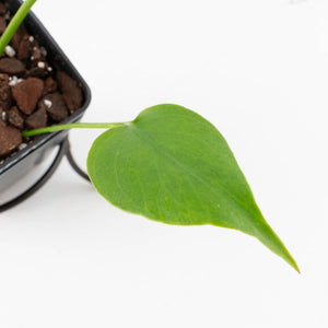 Monstera Deliciosa 'Hurricane' (wk34-U42)