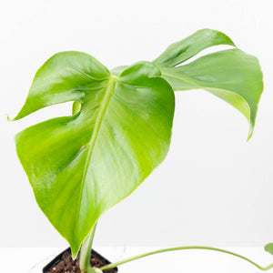 Monstera Deliciosa 'Hurricane' (wk35-U112)